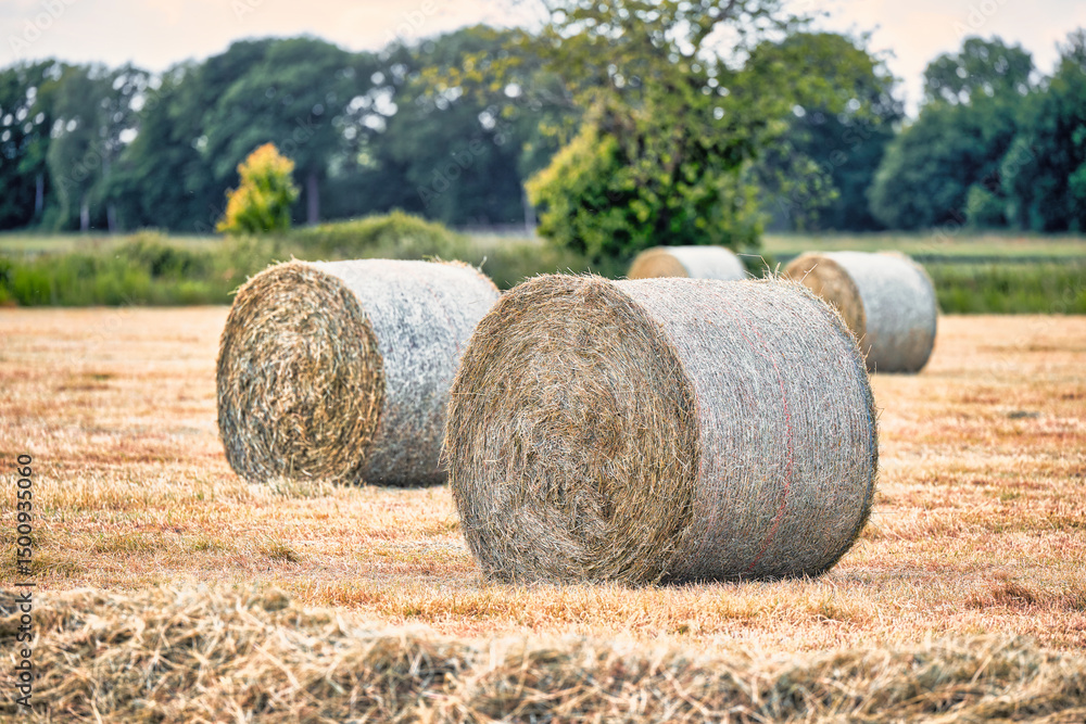 making hay making hay