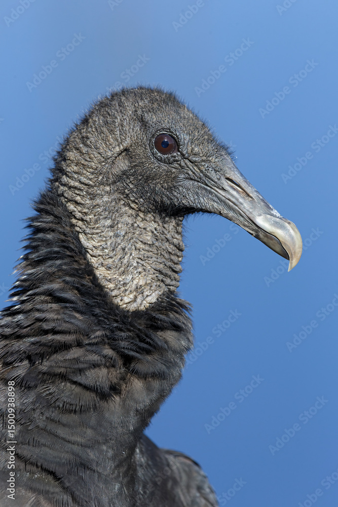 Fototapeta premium close up of an American Black Vulture