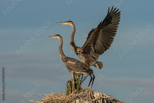 Fotografie Great Blue Heron fledgling chicks exercising their wings