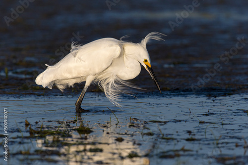 Adult Snowy Egret in full breeding plumage fishing