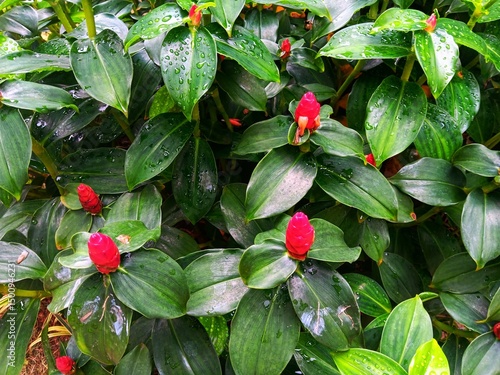 Wet foliage of costus woodsonii, the red button ginger of scarlet spiral flag in the garden.