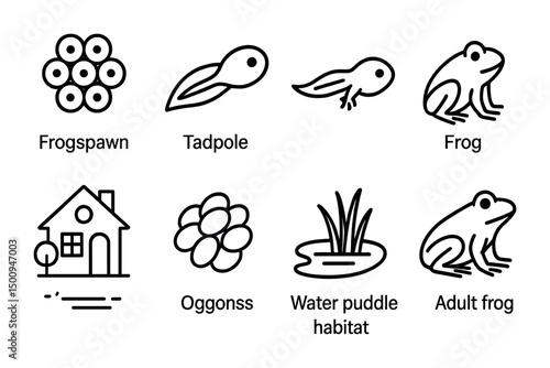 Frog life cycle stages and habitat for educational use