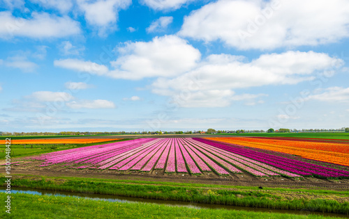 Beautiful tulip fields in spring