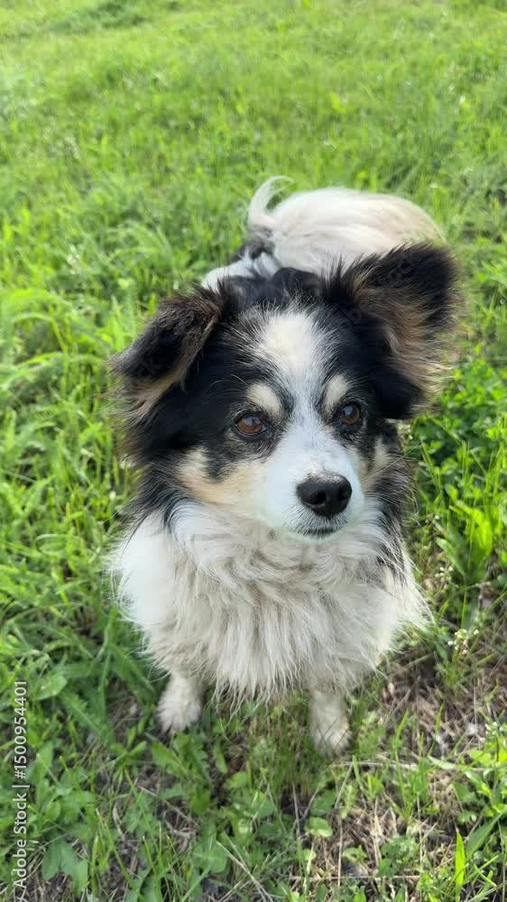 Cheerful dog with funny ears, vertical video. Cheerful dog with funny ears, vertical video.