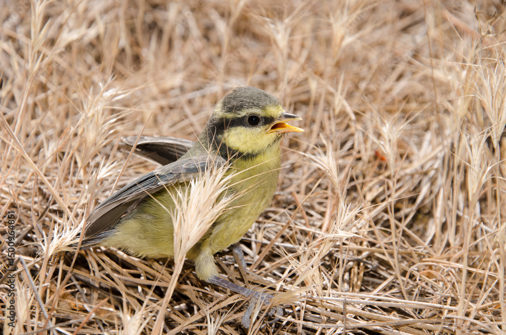 Fototapeta premium Juvenile African blue tit Cyanistes teneriffae hedwigae. Integral Natural Reserve of Inagua. Gran Canaria. Canary Islands. Spain.