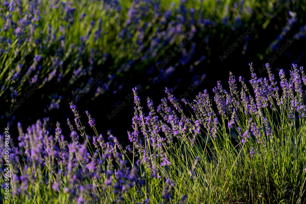 Naklejka premium PLANTACIÓN Y FLORES DE LAVANDA