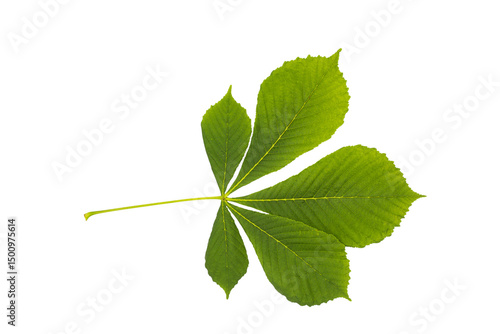 Horse chestnut leaf isolated on white background