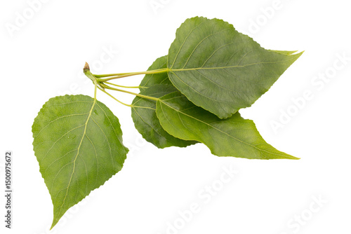 Fotografie poplar tree branch with young leaves close up isolated on white background