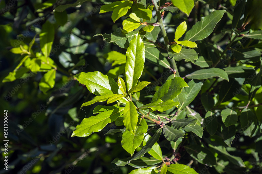 laurel tree. branches and new, fresh leaves. laurel tree. branches and new, fresh leaves.