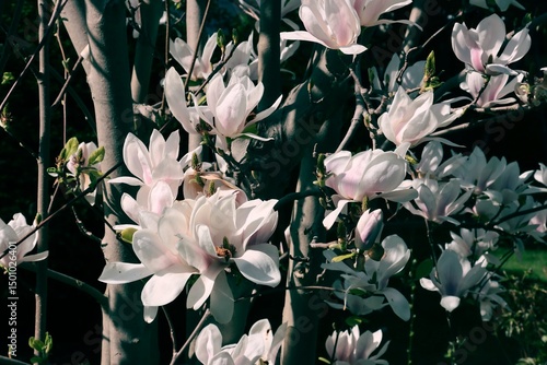 Magnolia tree blossoming at spring