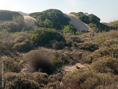  fynbos and dunes