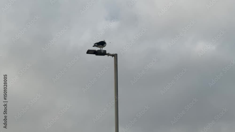 A seagull sits on a lamp post in Cape Town, near the ocean. A seagull sits on a lamp post in Cape Town, near the ocean.