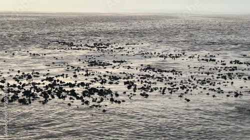 Seaweed and kelp forests on the surface of the south Atlantic near the shores of Sea Point in Cape Town, South Africa.