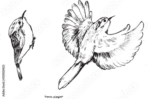 Brown creeper ink drawing set, birdwatching sketches of two poses: sitting and flying. Woodland bird black and white sketches, isolated on white, simple minimal textured style.