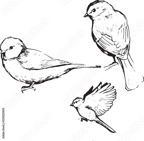 Blue tit ink drawing set, birdwatching sketches of three poses: sitting front, sitting side, and flying. Woodland bird black and white sketches, isolated on white, simple minimal textured style.