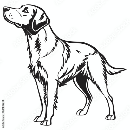 great dane dog
