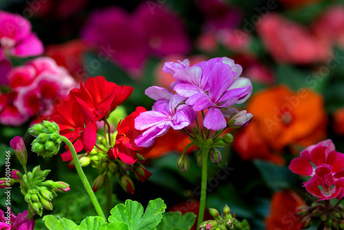 Nice Pelargonium flowers growing in garden