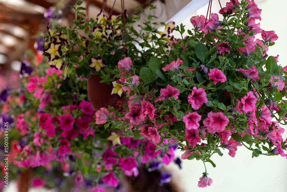 Petunia flowers bloom in the garden Petunia flowers bloom in the garden