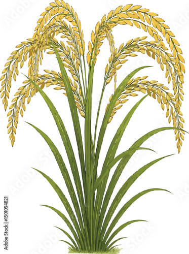 Paddy Tree Illustration