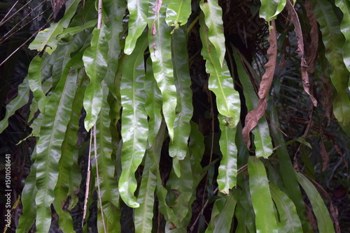 Photography Epiphytic Fern in Perdana Botanical Gardens, Kuala Lumpur – Tropical Rainforest