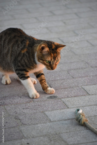Katze