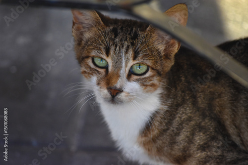 Katze