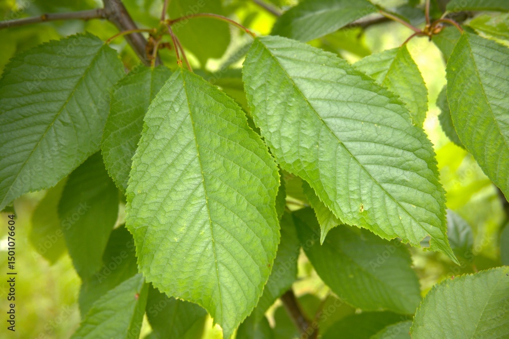 Leaves of cherry tree close up for background. Leaves of cherry tree close up for background.
