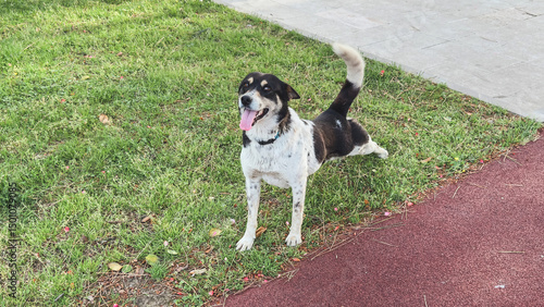 Playful black and white dog stretching on grass with tongue out and happy expression during outdoor walk, concept of active lifestyle
