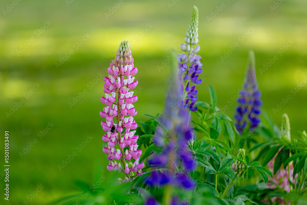 Obraz premium Selective focus of purple blue and pink flowers with green leaves in garden, Lupinus polyphyllus grows in the garden, Large-leaved lupine (Vaste lupine) belongs to the legume family, Nature background