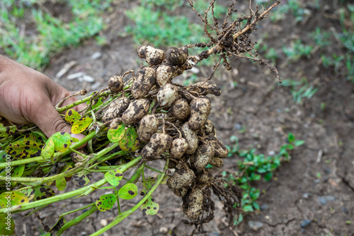 Fresh peanuts plants with roots plants harvest of peanut plants.