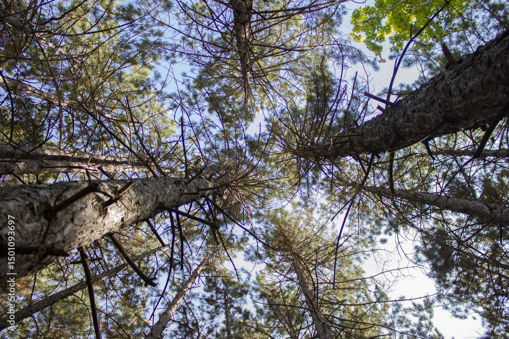 Fototapeta premium Trees in the forest, Eymir Lake. Ankara - Turkey