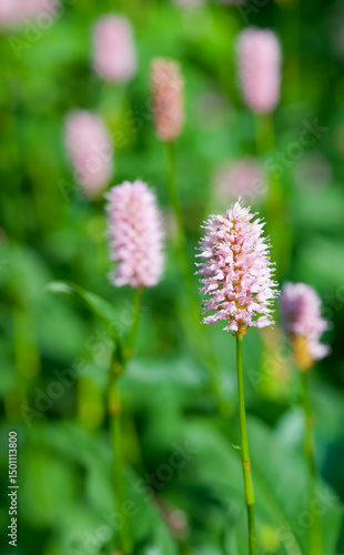 Beautiful close-up of bistorta officinalis