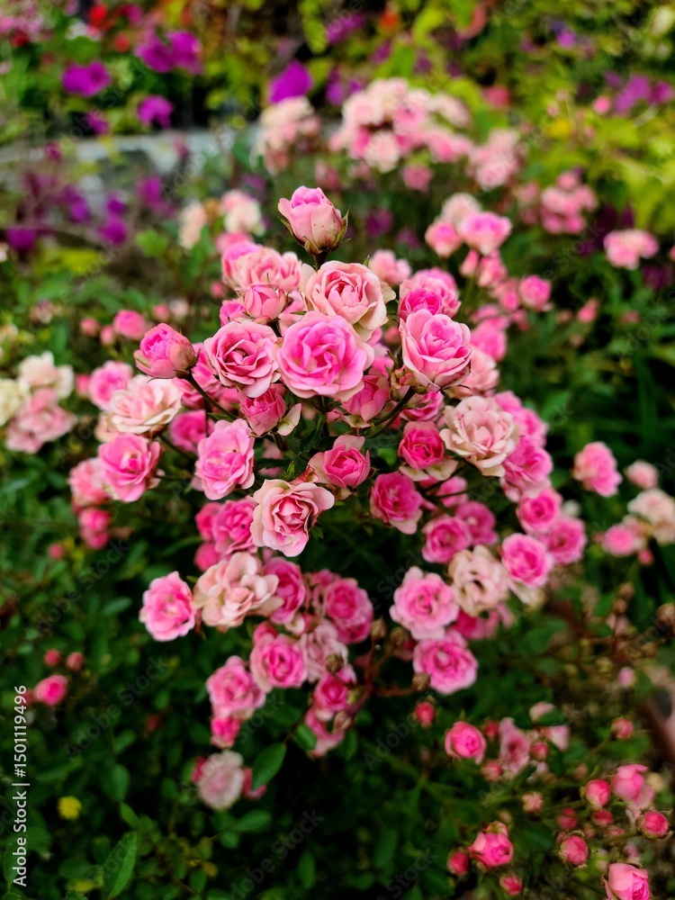 Blooming Cluster of Pink Roses in a Garden Blooming Cluster of Pink Roses in a Garden