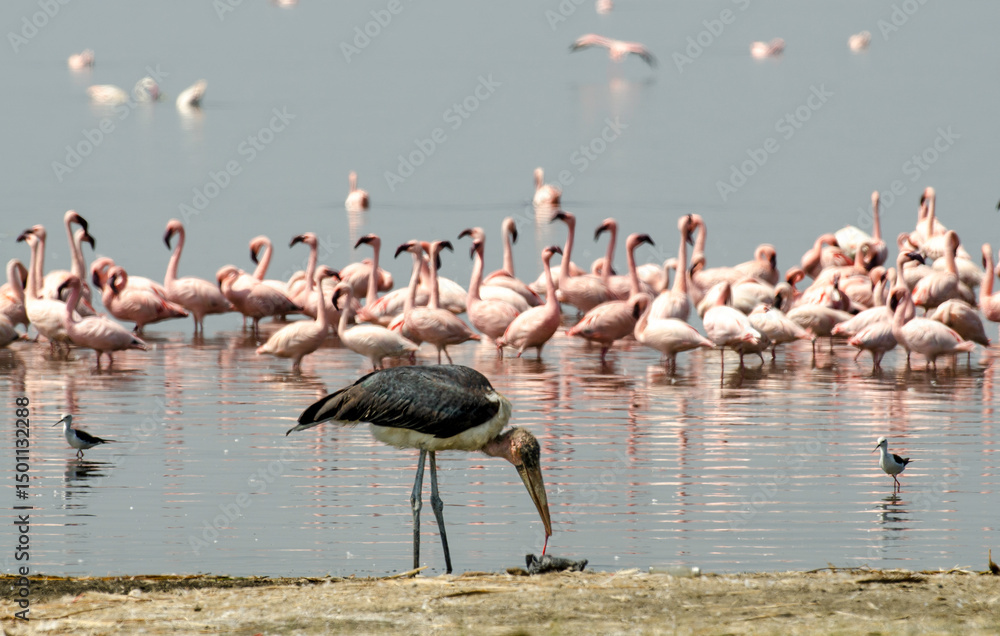 Fototapeta premium Marabout d'Afrique,.Leptoptilos crumenifer, Marabou Stork, Flamant nain, phoenicopterus minor, Lesser Flamingo, Parc national de Nakuru, Kenya