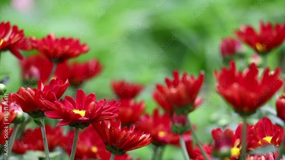 Blooming red Chrysanthemum flowers grow in the Summer Garden Blooming red Chrysanthemum flowers grow in the Summer Garden