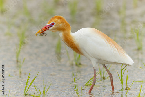 捕まえたトカゲを逃がさないようにくわえるアマサギ