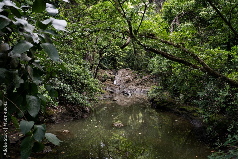 Fototapeta premium Tranquil jungle stream and lush greenery.