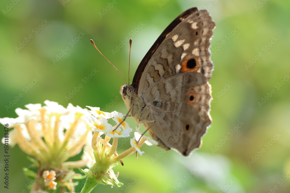 Obraz premium A collection of close-up macro shots of various butterflies captured in natural settings, showcasing the diversity and beauty of butterflies in&nbsp;stunning&nbsp;detail