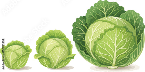 Cabbage in white background vector design, Cabbage illustration vector design