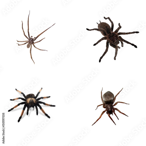 Foto real spider raw set