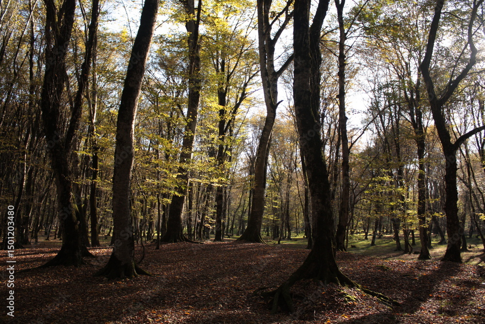 Naklejka premium autumn in the forest