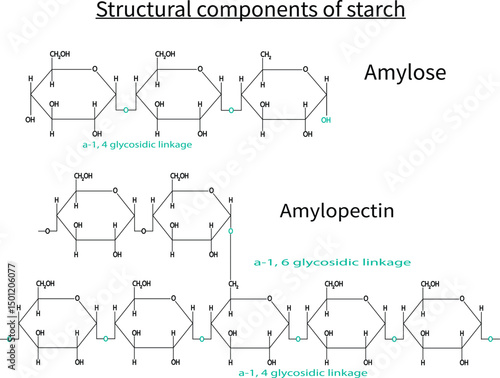 Structural components of the starch. Chemical formula of Amylopectin and amylose on white background