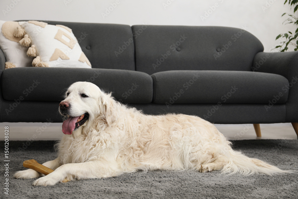 Cute dog with chew bone on floor at home Cute dog with chew bone on floor at home