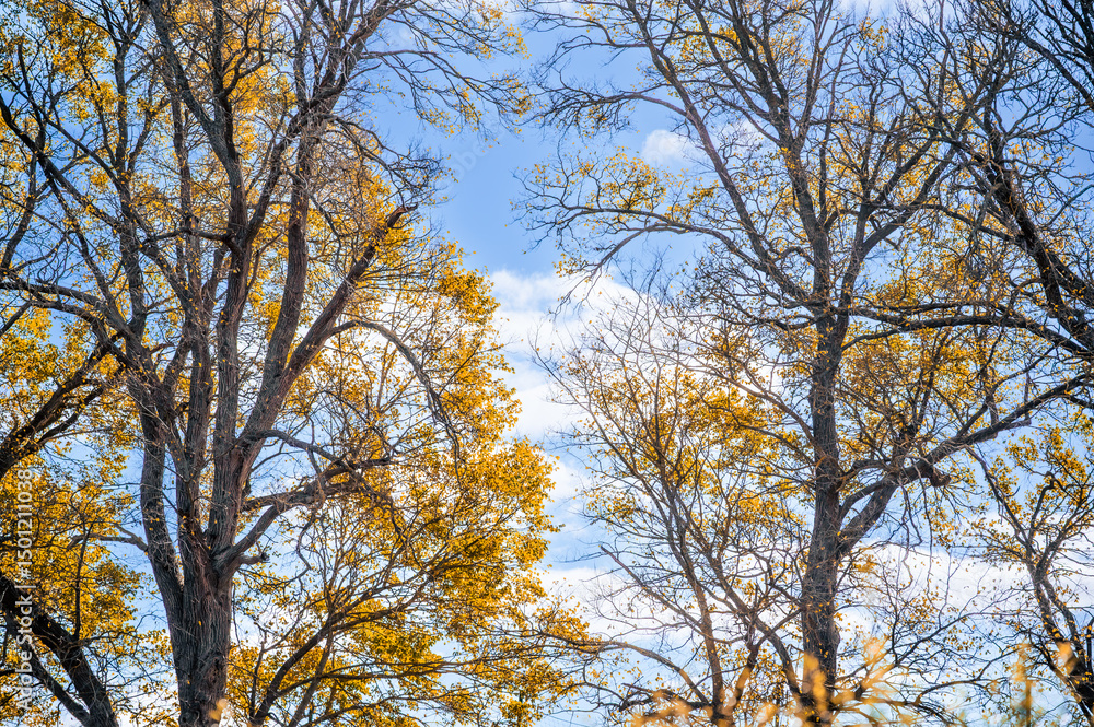 Low angle view of autumn trees against blue sky background, Terang, Victoria, Australia Low angle view of autumn trees against blue sky background, Terang, Victoria, Australia