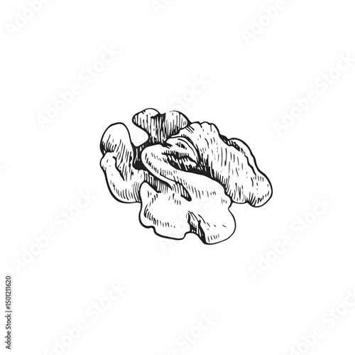 Walnut kernel in shell vector illustration hand drawn with ink. Black and white sketch isolated on white background. Object for food and vegetarian drinks label design