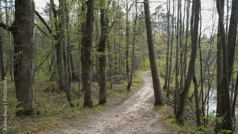A forest path curves gently near a slope above a flowing river, surrounded by slender trees with early foliage and glimpses of bright natural light. A forest path curves gently near a slope above a flowing river, surrounded by slender trees with early foliage and glimpses of bright natural light.
