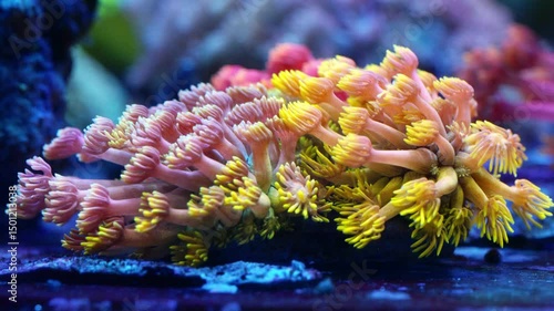 Close-up of mixed Goniopora corals under actinic lighting, with vibrant pink-purple, yellow, and green polyps extending from shared stone base in reef aquarium photo