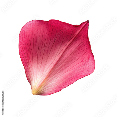 Single rose petal, pink isolated on transparent background