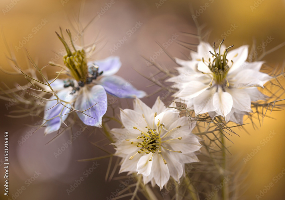 Obraz premium Zbliżenie, kwiaty Czarnuszki ( Nigella )