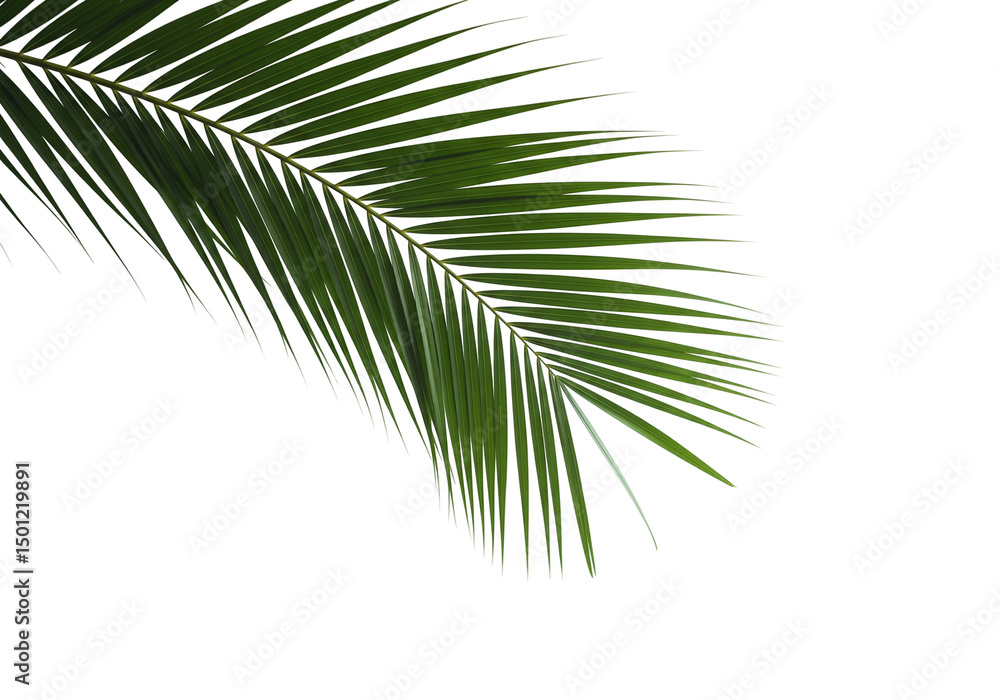 Obraz premium palm tree